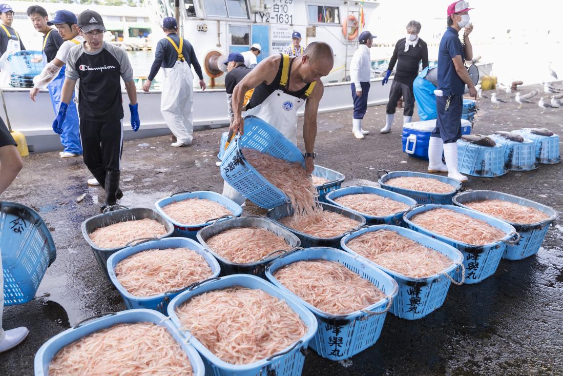 富山湾の宝石「白えび」とは？旬の時期やおすすめの食べ方、人気のお土産情報もまとめました！ | 特集 | 【公式】富山県の観光/旅行サイト「と ...