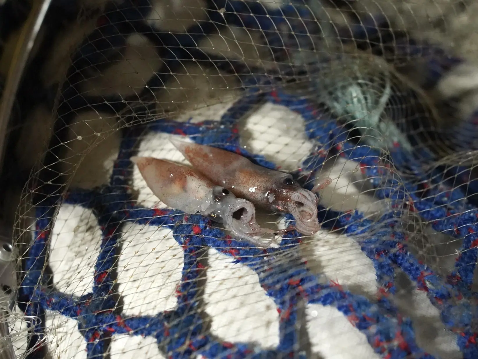 Let's Explore the Mysteries of Toyama Bay: The Firefly Squid-0