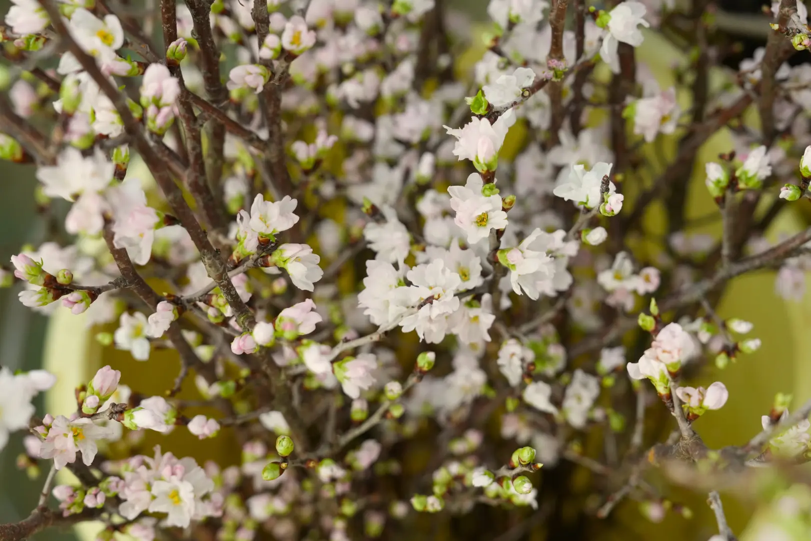 啓翁桜（けいおうさくら）の出荷体験-1