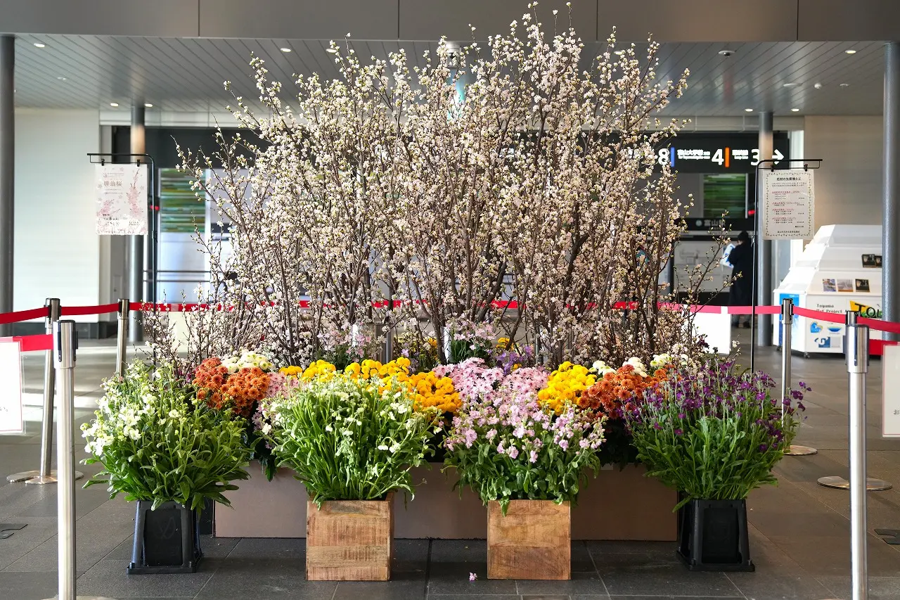 啓翁桜（けいおうさくら）の出荷体験-0