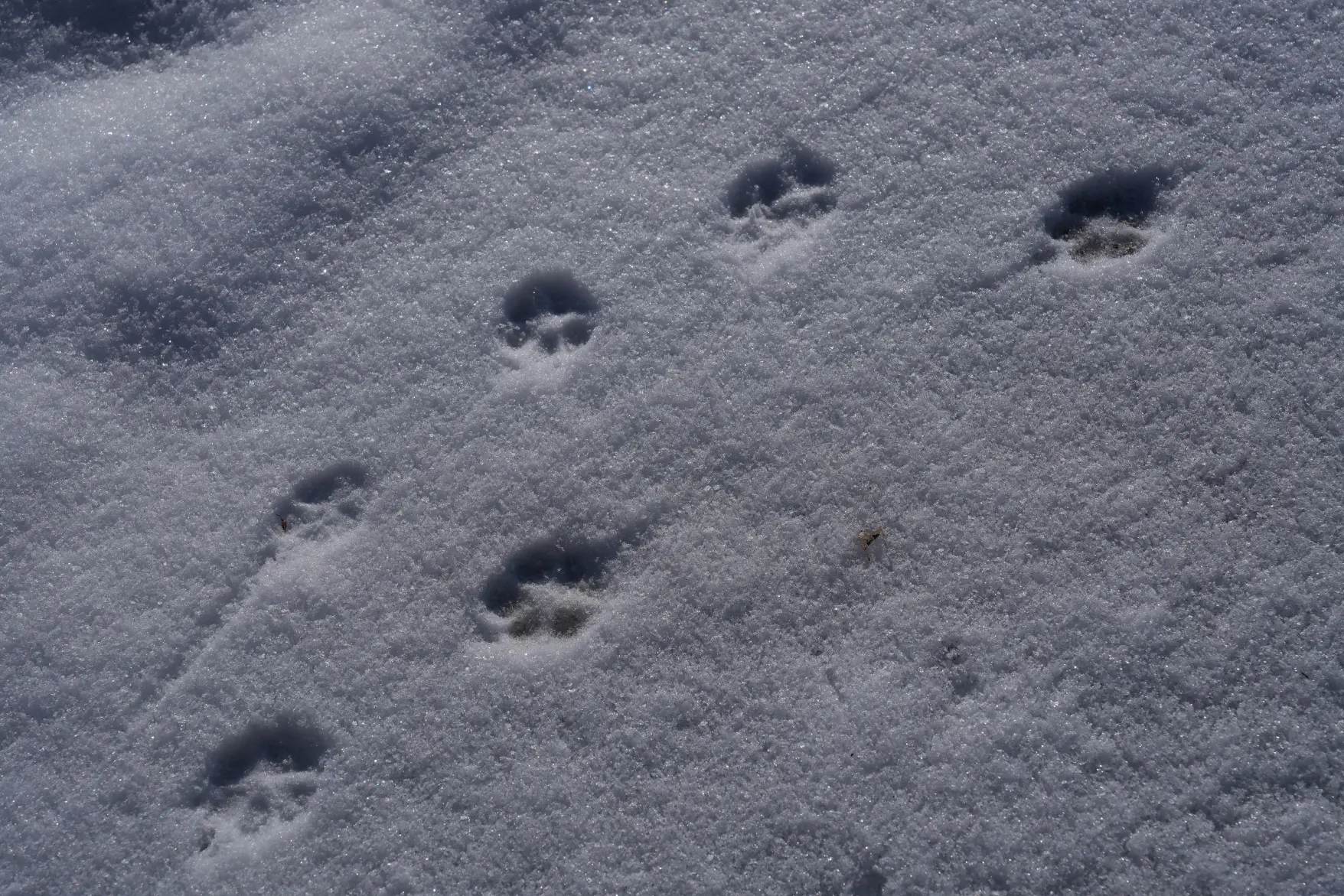 【冬を体験】かんじきと雪遊び-1