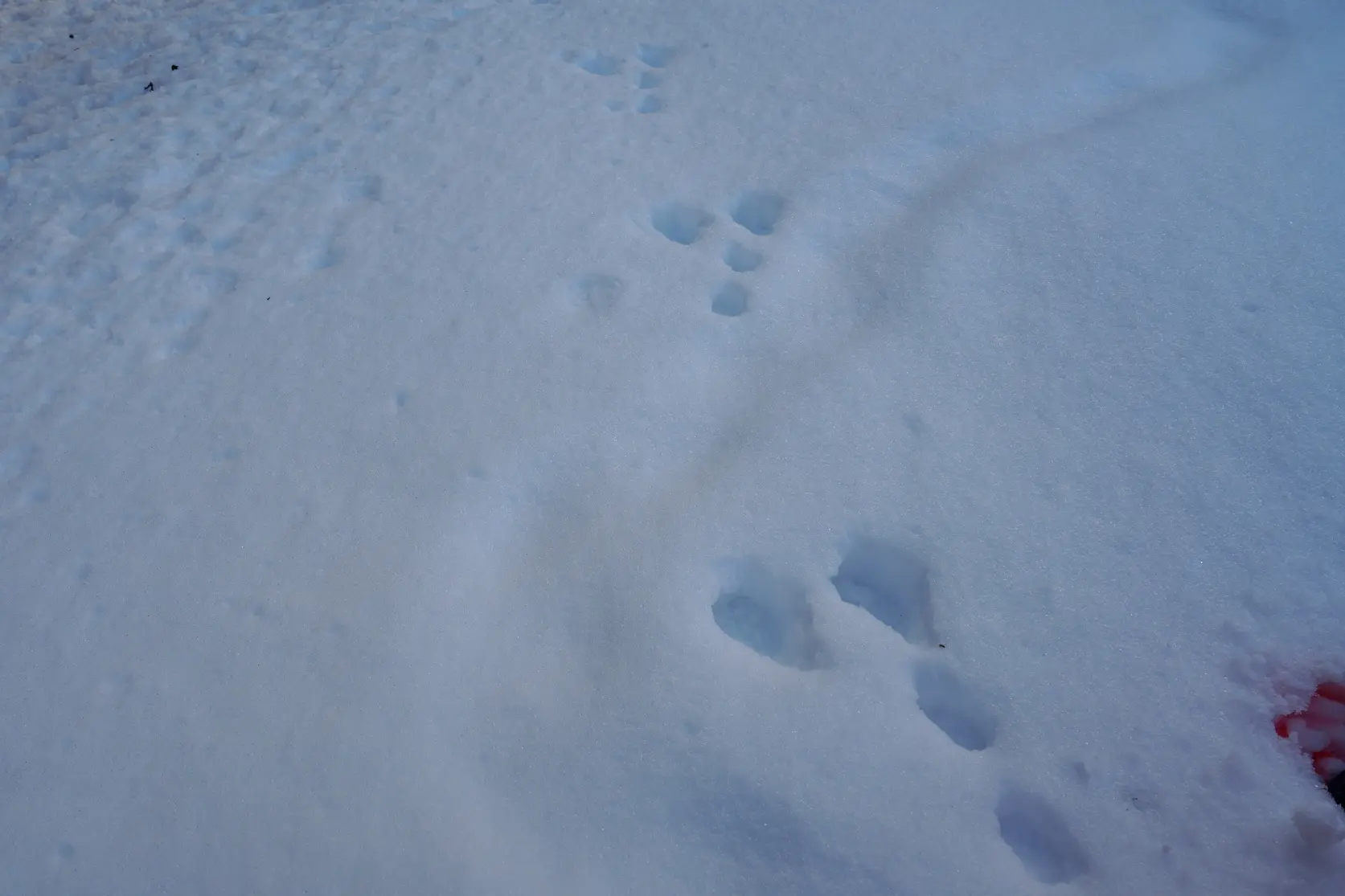 【冬を体験】かんじきと雪遊び-3