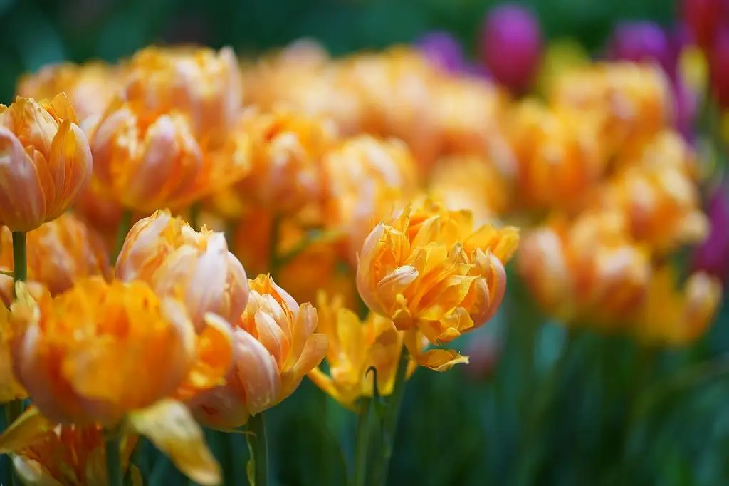 Attraction ①: A World Exclusive Experience! See Tulips in Full Bloom Year-Round at the Tonami Tulip Gallery!-4