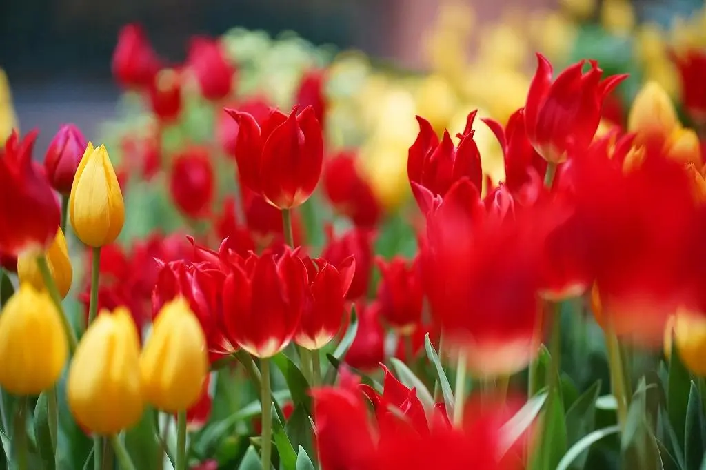 Attraction ①: A World Exclusive Experience! See Tulips in Full Bloom Year-Round at the Tonami Tulip Gallery!-5