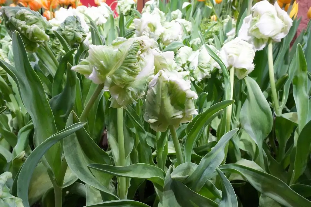Attraction ①: A World Exclusive Experience! See Tulips in Full Bloom Year-Round at the Tonami Tulip Gallery!-6
