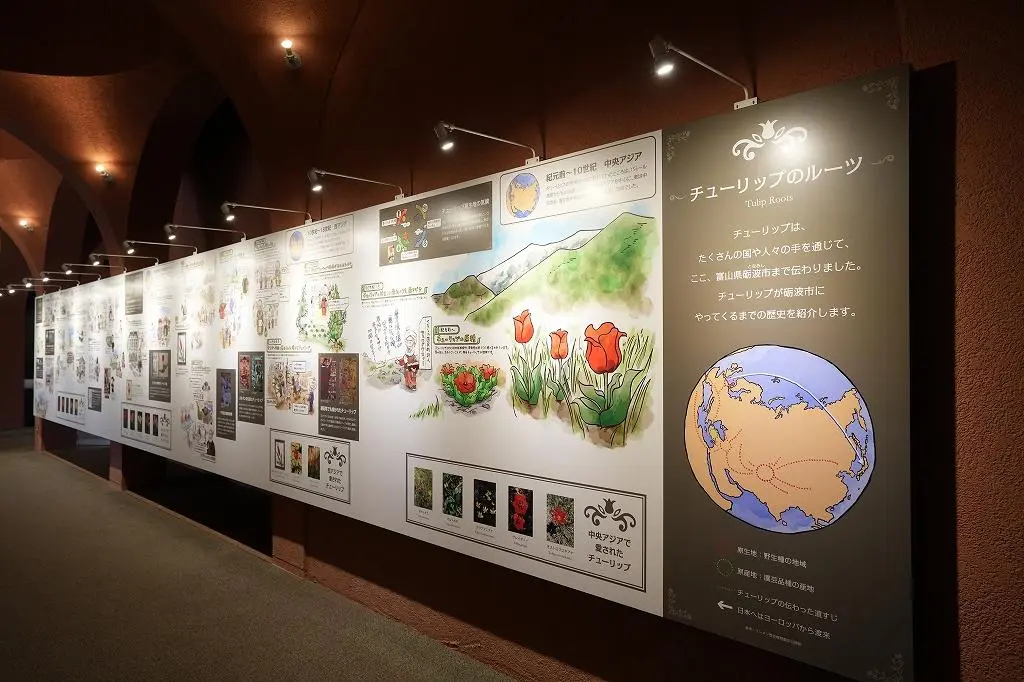Attraction ④: Discover the Fascinating History of Tulips Through an Interactive Exhibit!-3
