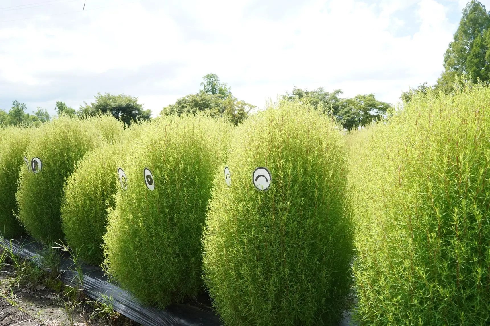 Attraction ⑧: A Must-See in Summer and Autumn! Enjoy the Stunning View of Kochia!-1