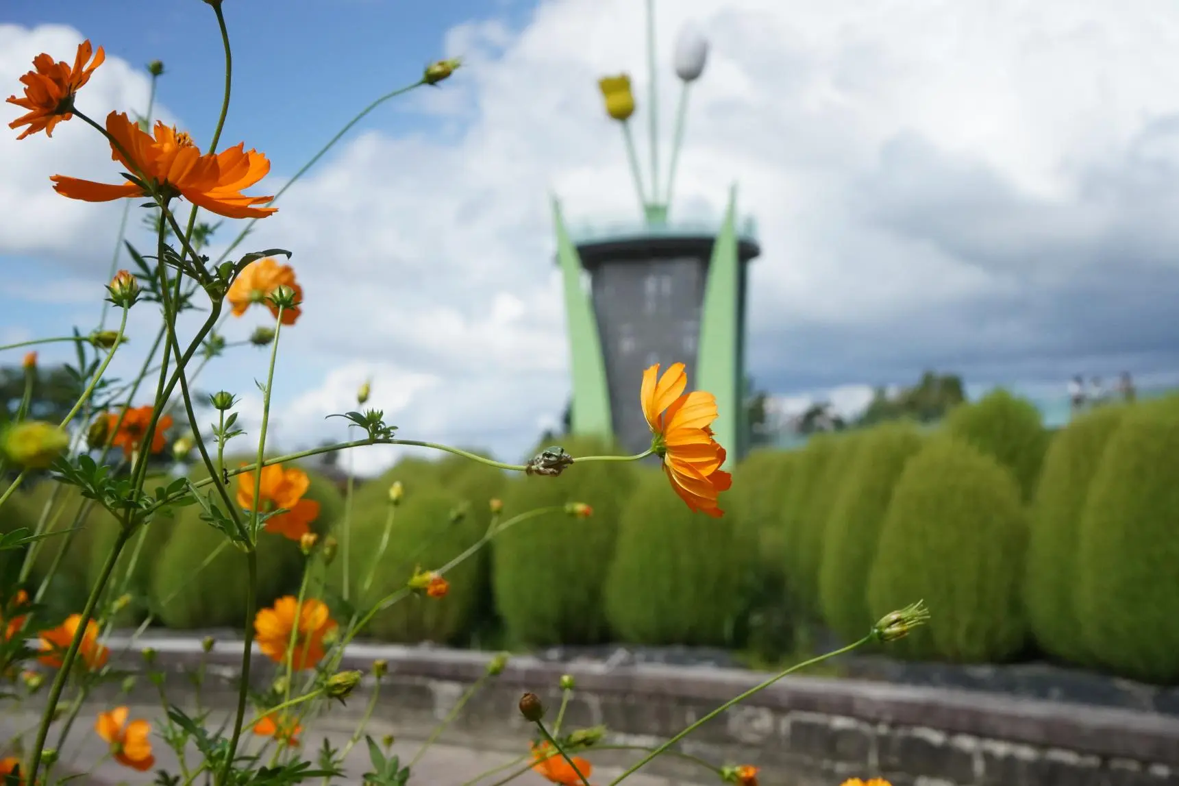 Attraction ⑧: A Must-See in Summer and Autumn! Enjoy the Stunning View of Kochia!-3