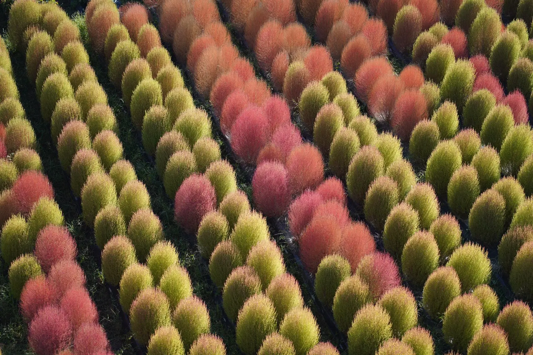 Attraction ⑧: A Must-See in Summer and Autumn! Enjoy the Stunning View of Kochia!-8