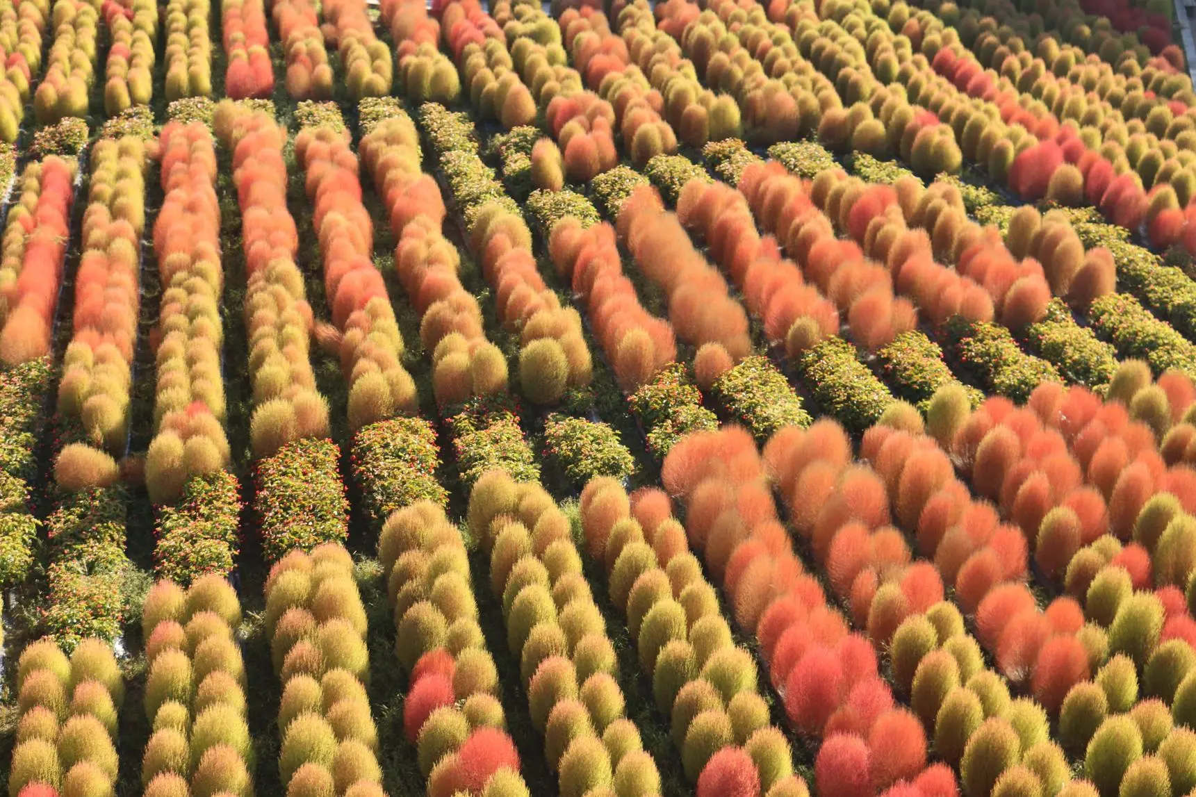 Attraction ⑧: A Must-See in Summer and Autumn! Enjoy the Stunning View of Kochia!-6