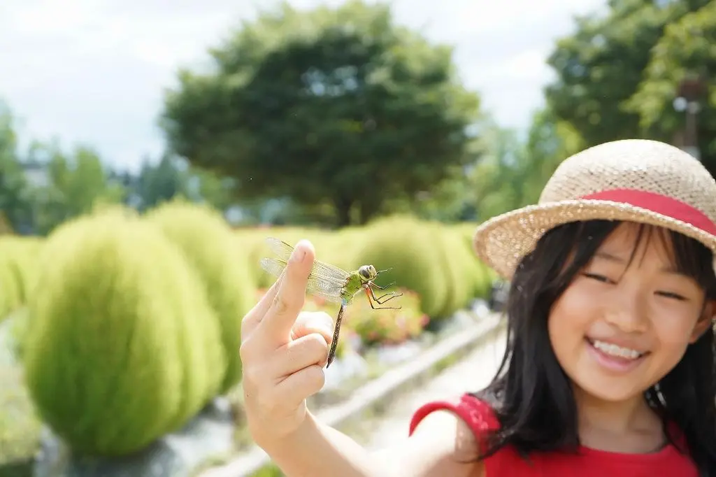 Attraction ⑧: A Must-See in Summer and Autumn! Enjoy the Stunning View of Kochia!-5