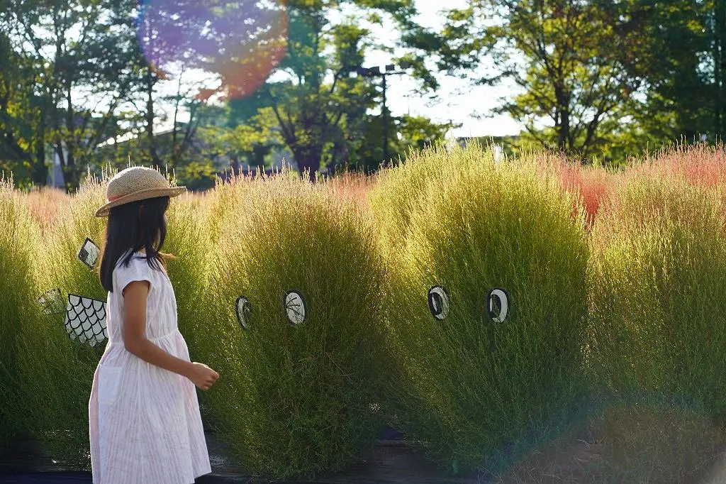 Attraction ⑧: A Must-See in Summer and Autumn! Enjoy the Stunning View of Kochia!-7