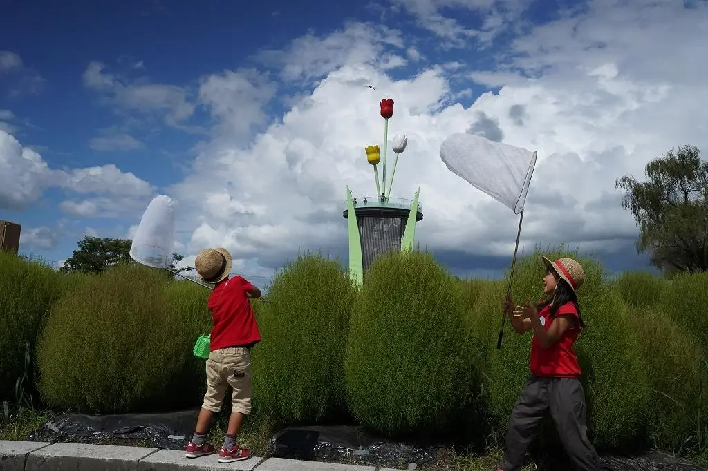 Attraction ⑧: A Must-See in Summer and Autumn! Enjoy the Stunning View of Kochia!-4