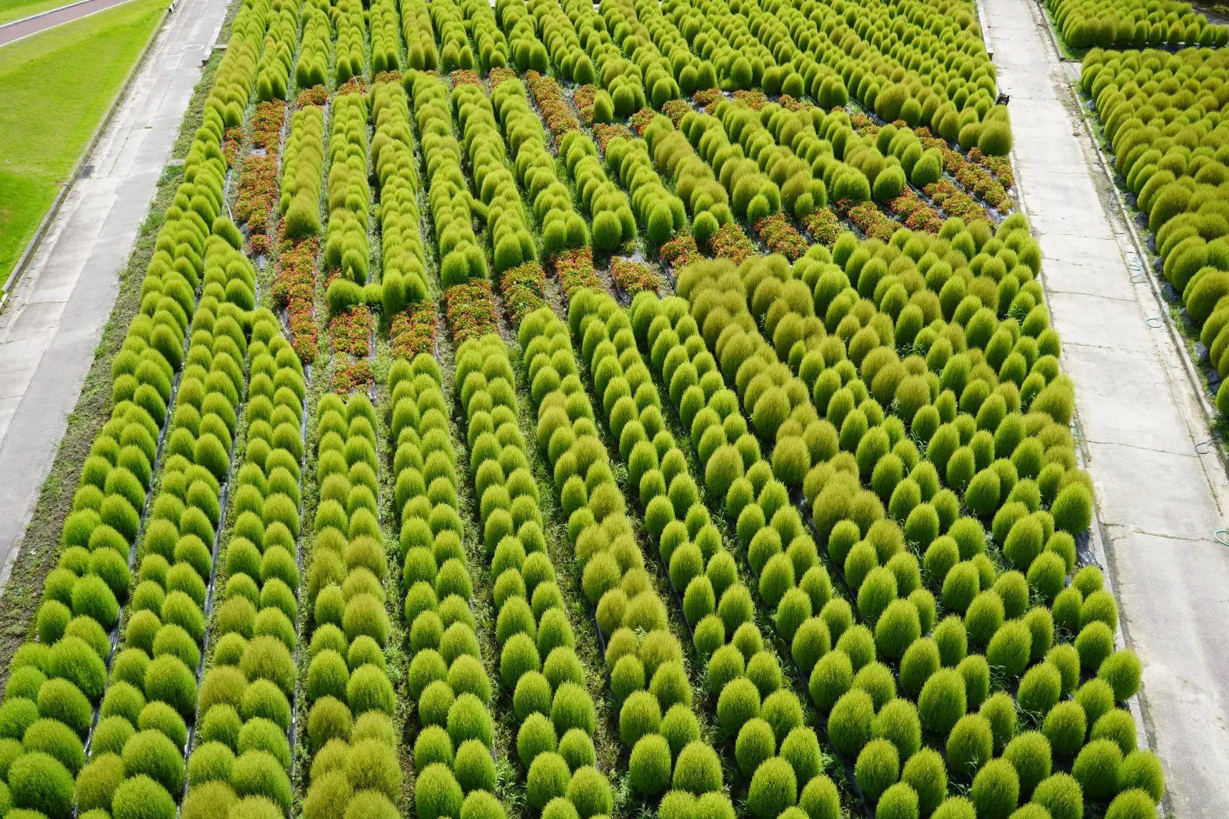 Attraction ⑧: A Must-See in Summer and Autumn! Enjoy the Stunning View of Kochia!-0