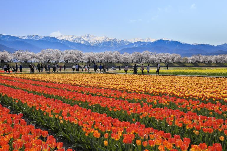 富山の大自然を巡る旅|絶景スポットから心安らぐ神秘的なスポットまで一挙ご紹介 | 特集 | 【公式】富山県の観光/旅行サイト「とやま観光ナビ」