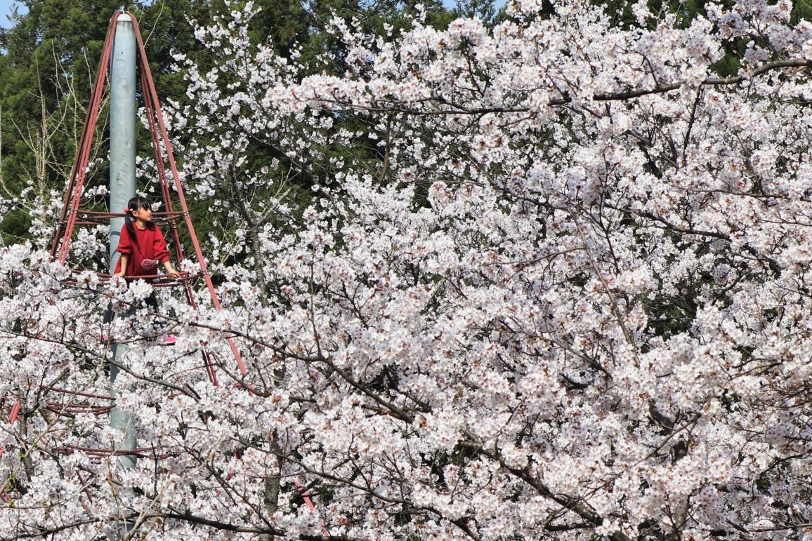 子供たちも大満足！桜が咲き誇る公園スポット４選！-0