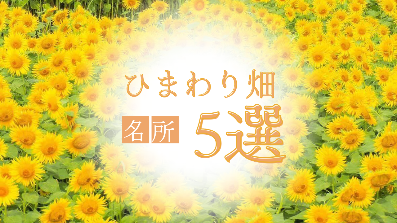 【2026年版】富山県内のひまわり畑といえばここ！｜見頃も紹介！-1