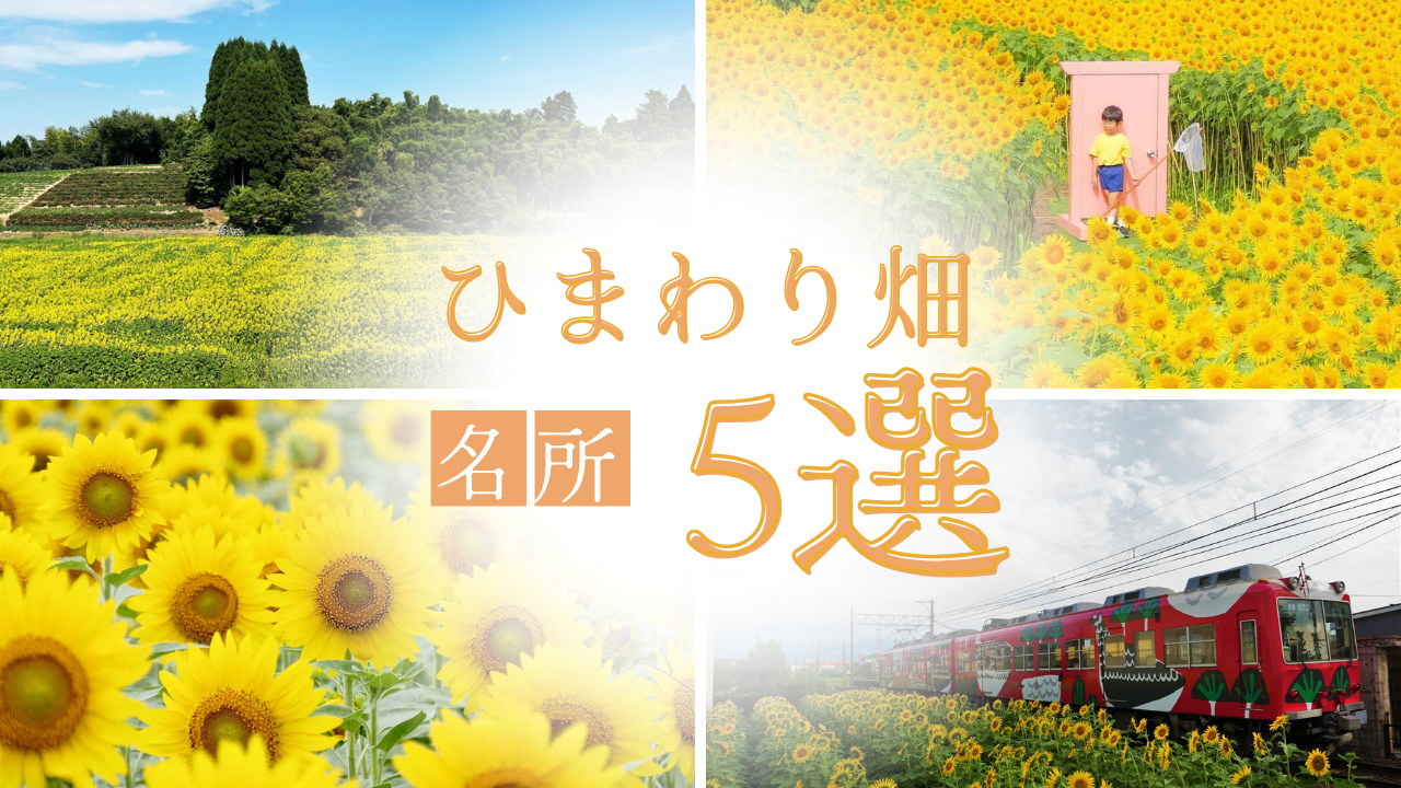 【2026年版】富山県内のひまわり畑といえばここ！｜見頃も紹介！-1