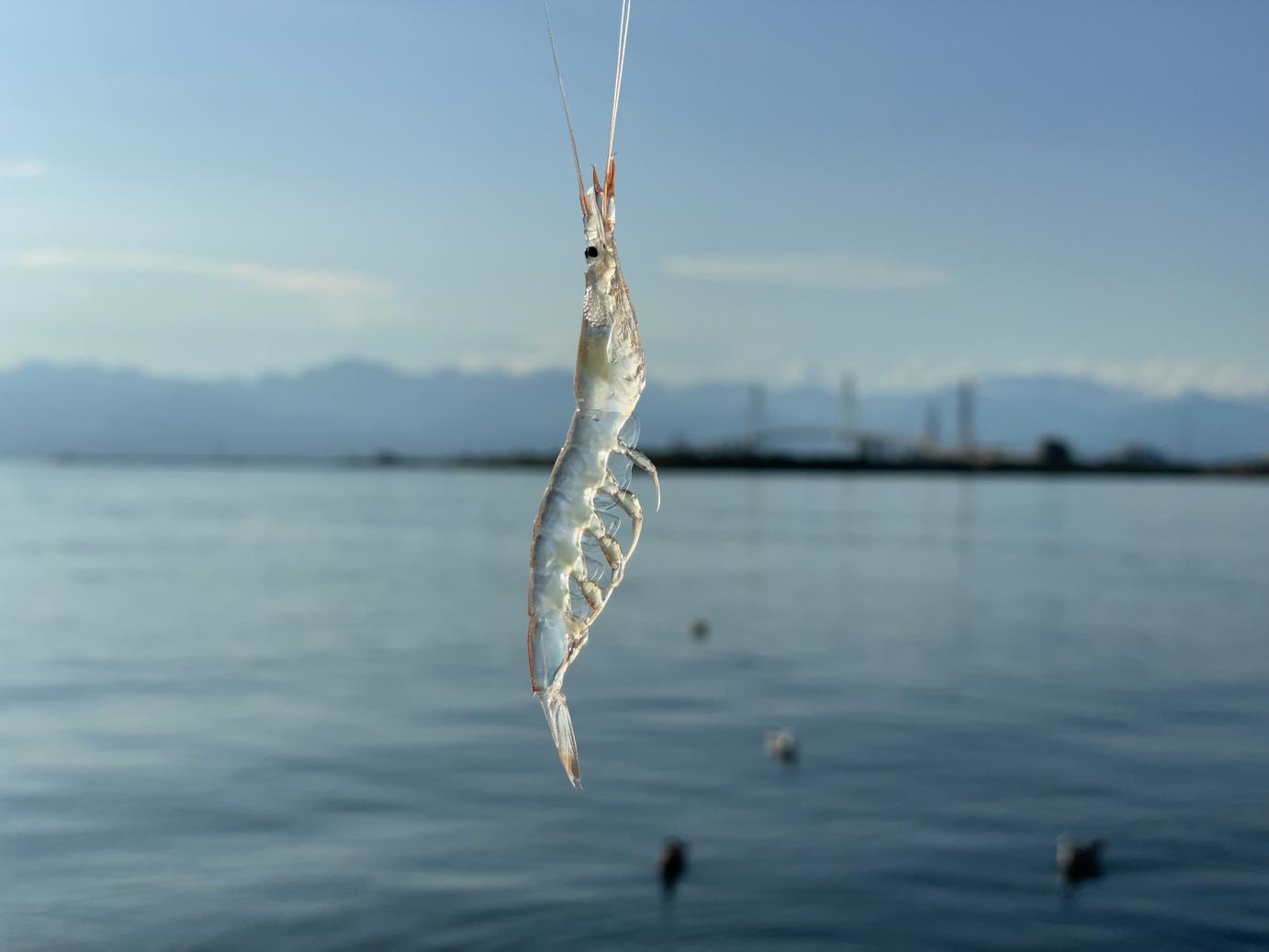 深海の「宝石」シロエビが教えてくれる、 富山の魚介が美味しい理由 | 特集 | 【公式】富山県の観光/旅行サイト「とやま観光ナビ」