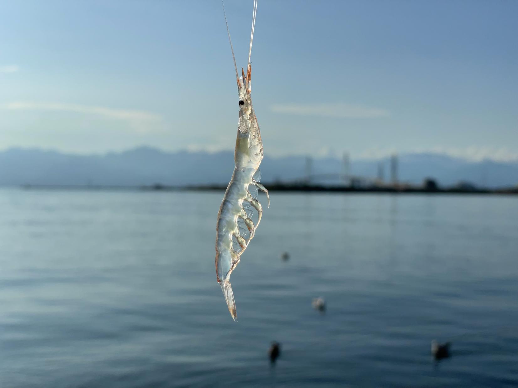 深海の「宝石」シロエビが教えてくれる、
富山の魚介が美味しい理由-1