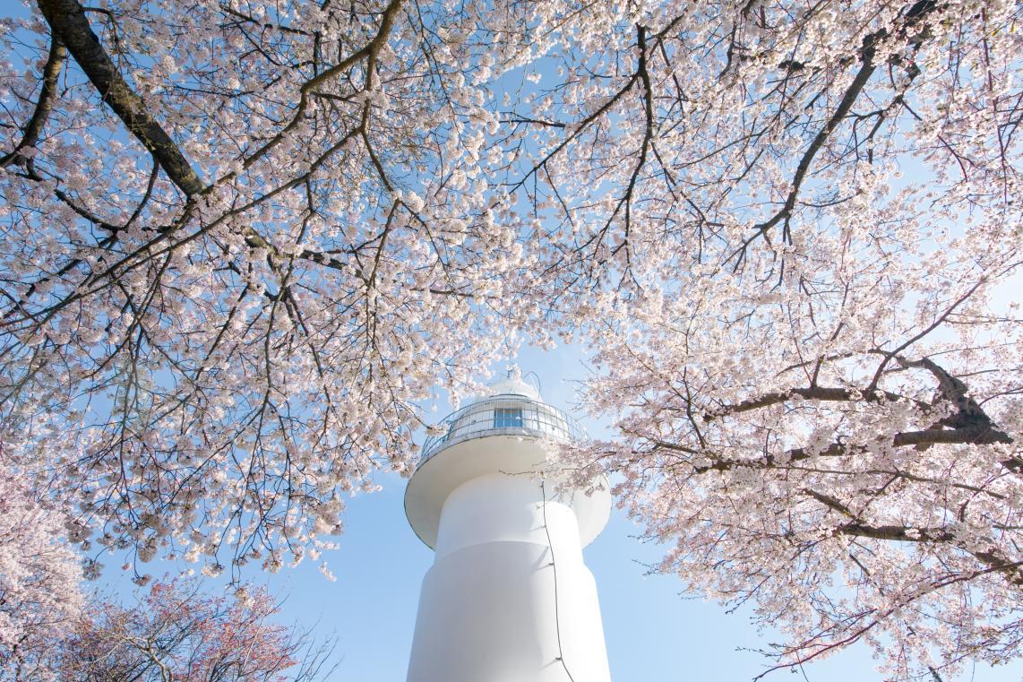 도야마현 최고의 벚꽃 명소