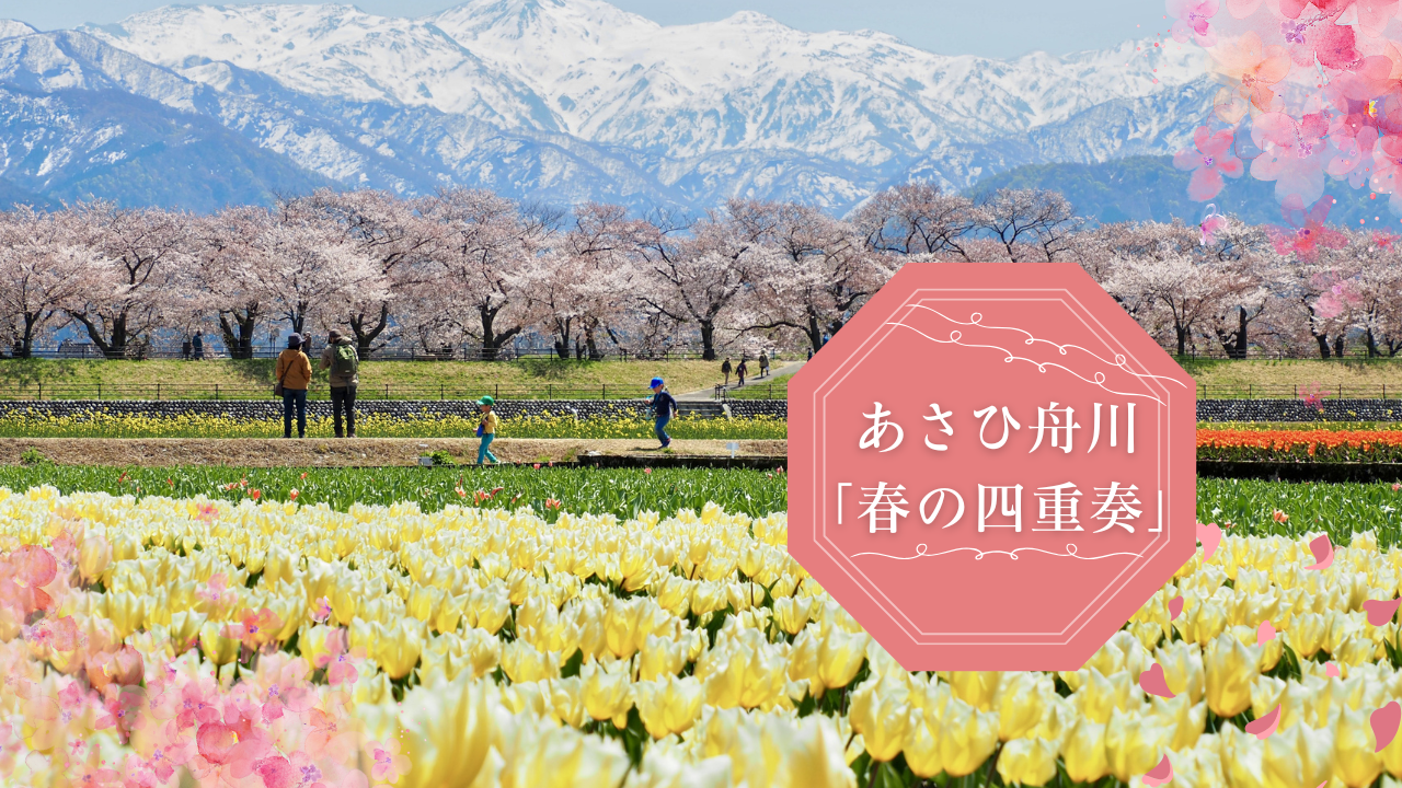 あさひ舟川 「春の四重奏」2026｜桜×チューリップ×菜の花×残雪の絶景-1