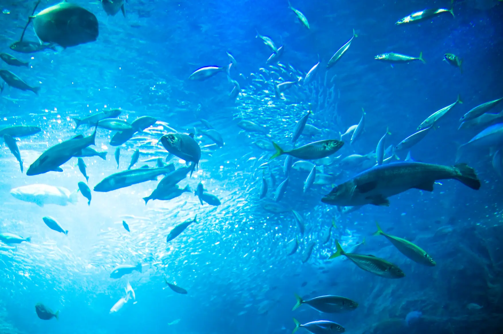 富山湾の豊富な魚たち-1