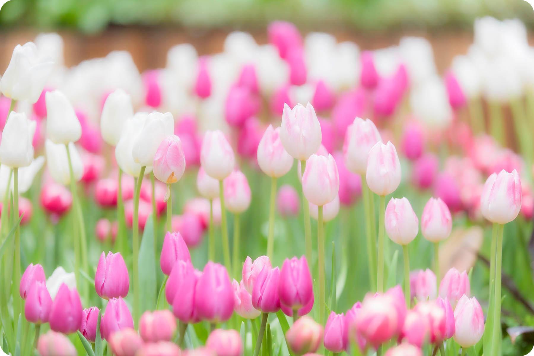 “Tulips," the Main Feature of Spring in Toyama, Where Beautiful Flowers Bloom-1