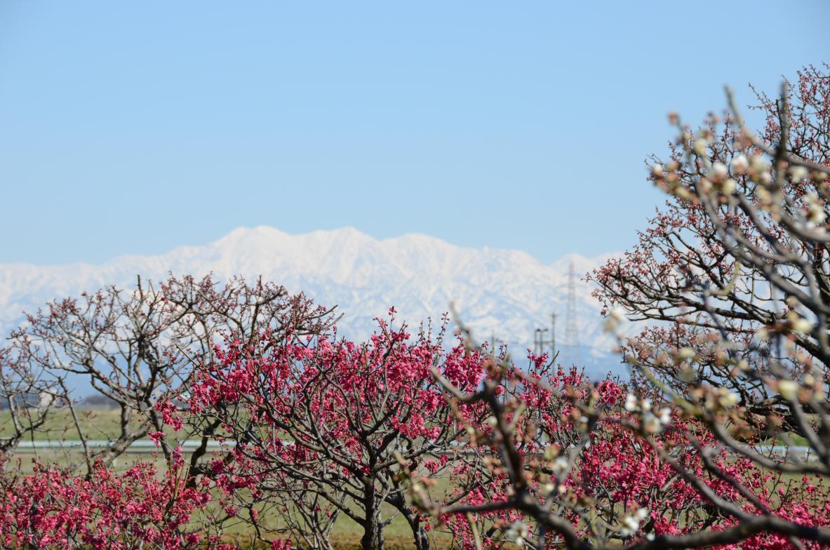 Let's Get a Jump on Spring! Four Famous Plum Blossom Spots in Toyama Prefecture-1