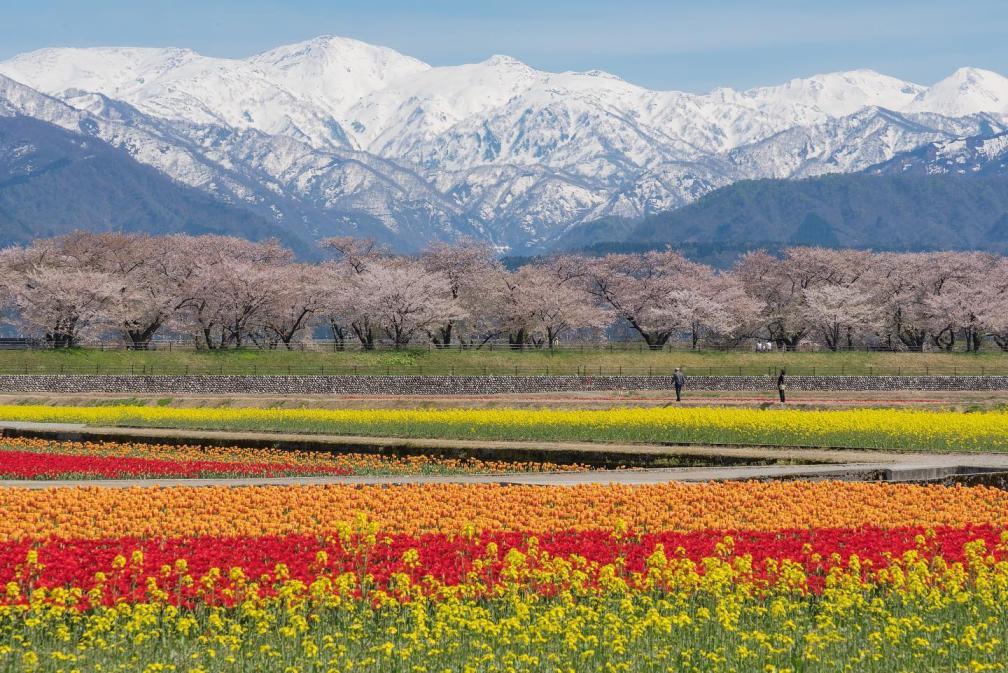 一度は訪れたい。四季で巡る富山の絶景。-1