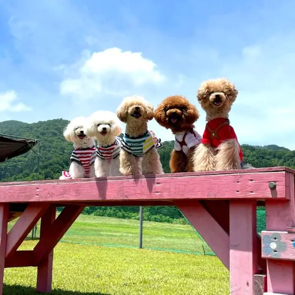 富山県でペット/愛犬と泊まる・遊ぶ・癒される！おすすめ宿＆カフェ＆ドッグラン特集-1