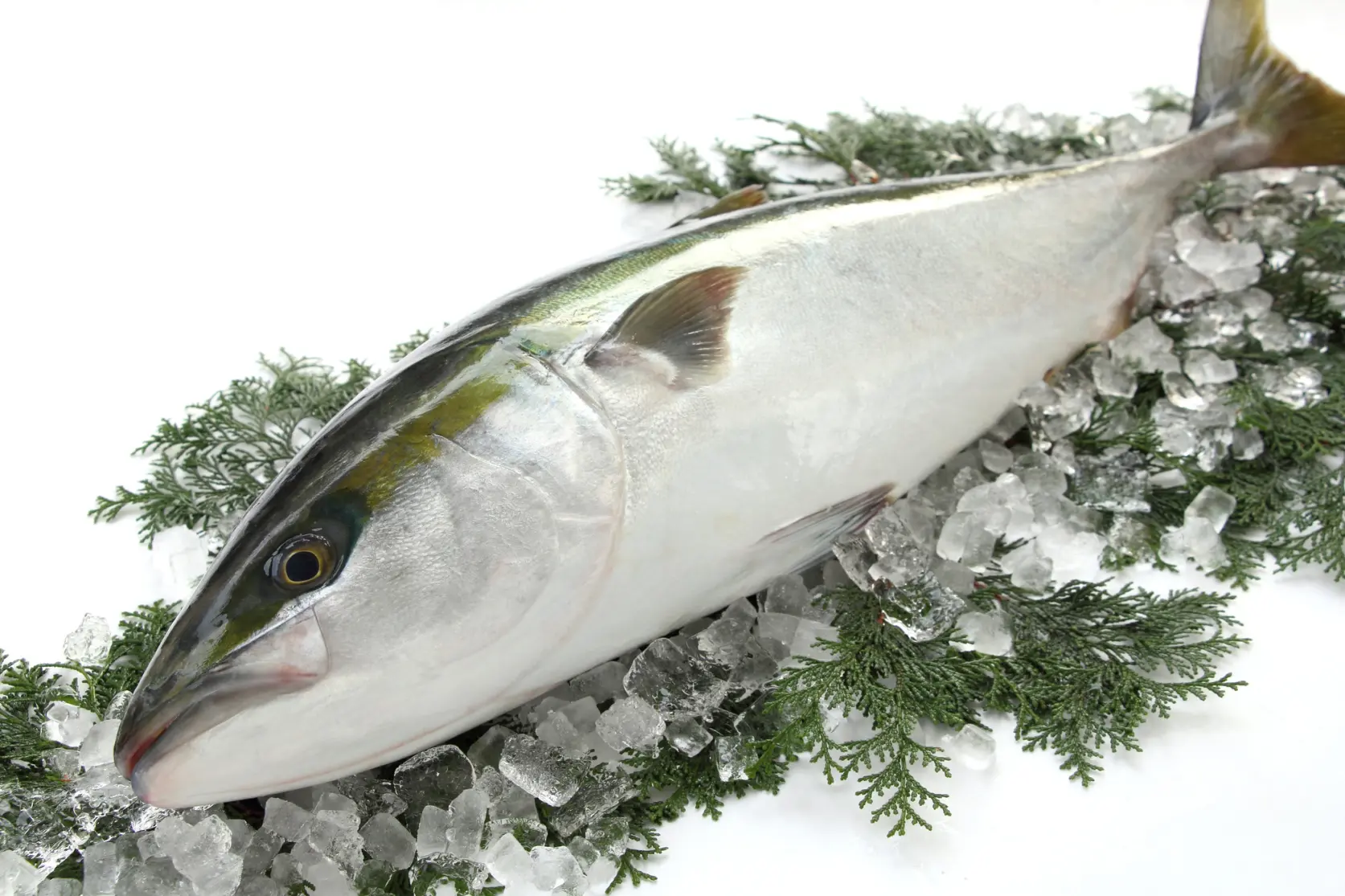 「寒ブリ」といえば氷見！氷見漁港に揚がるブランド魚「ひみ寒ぶり」を食べに行こう！