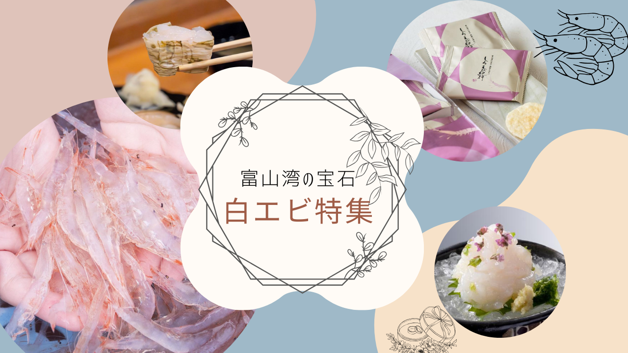 富山湾の宝石「白えび」とは？旬の時期やおすすめの食べ方、人気のお土産情報もまとめました！-1