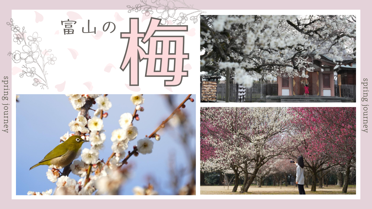 【2026年版】富山で春を先取り！絶対行きたい梅の名所６選-1