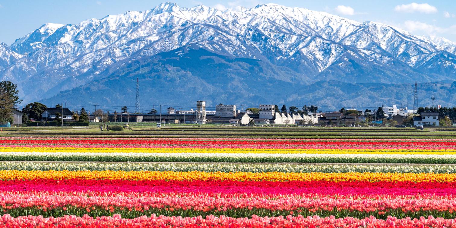巨大チューリップ畑に、美しき田園風景と立山の残雪。イナガキヤストの「春に染まる富山」-1