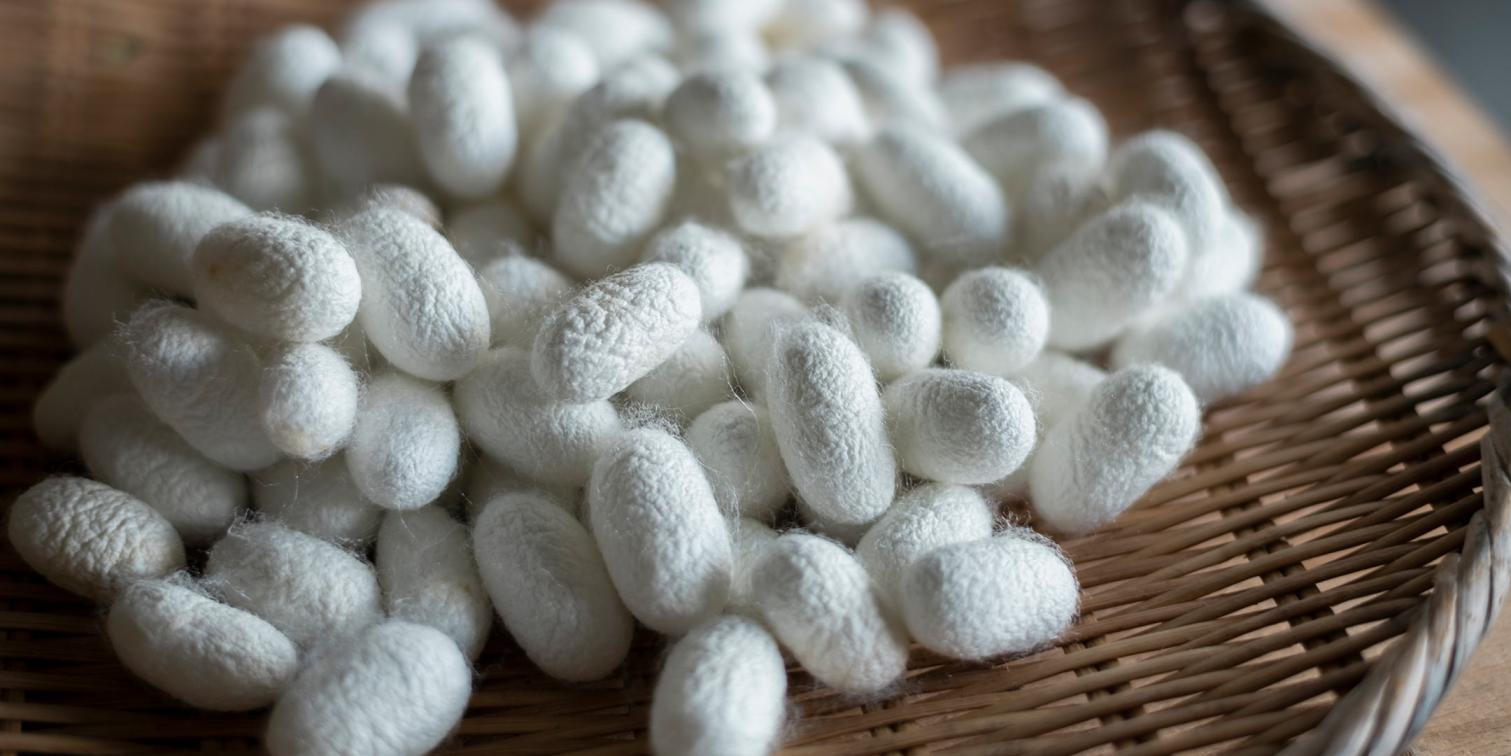 可能性を秘めた蚕と、絹に魅せられて。「城端しけ絹」を受け継ぐ機屋〈松井機業〉-1