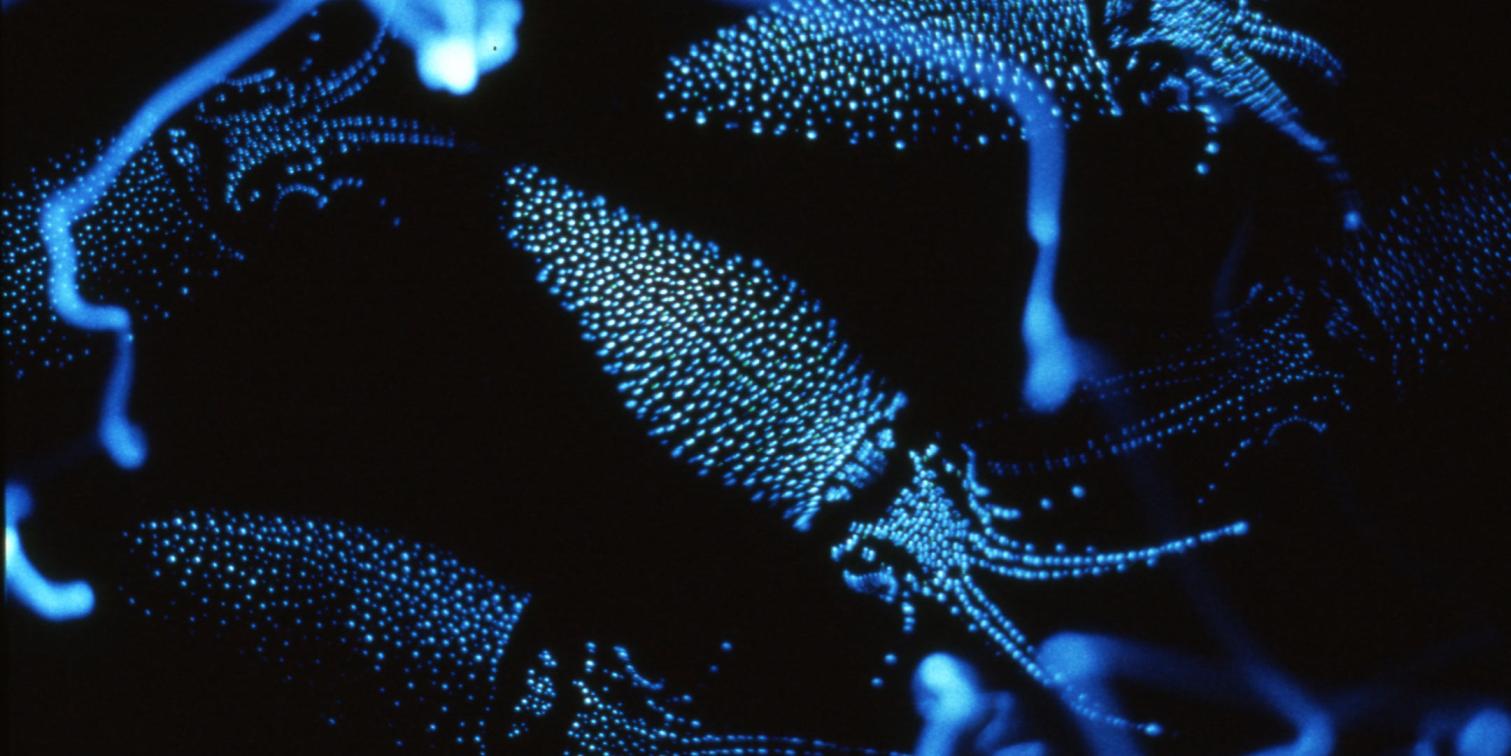 ホタルイカはなぜ光る？ なぜ富山県の名産？ 知られざる生態を解き明かす〈ほたるいかミュージアム〉に行こう！-1