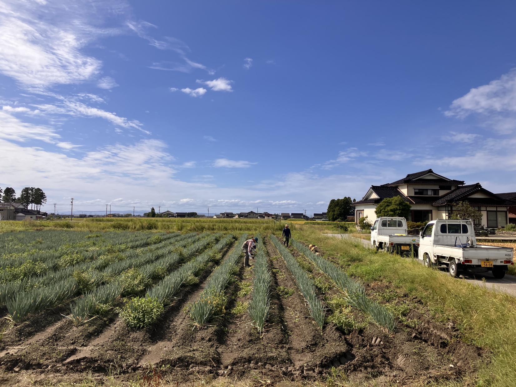 初めての方でも安心！富山で農業ボランティア体験｜とやまノームステイ