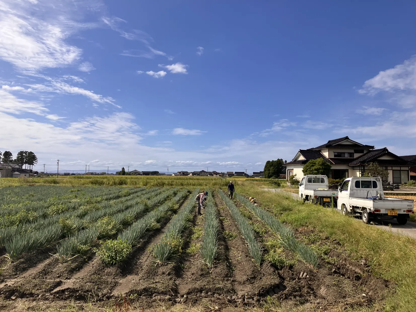 初めての方でも安心！富山で農業ボランティア体験｜とやまノームステイ
