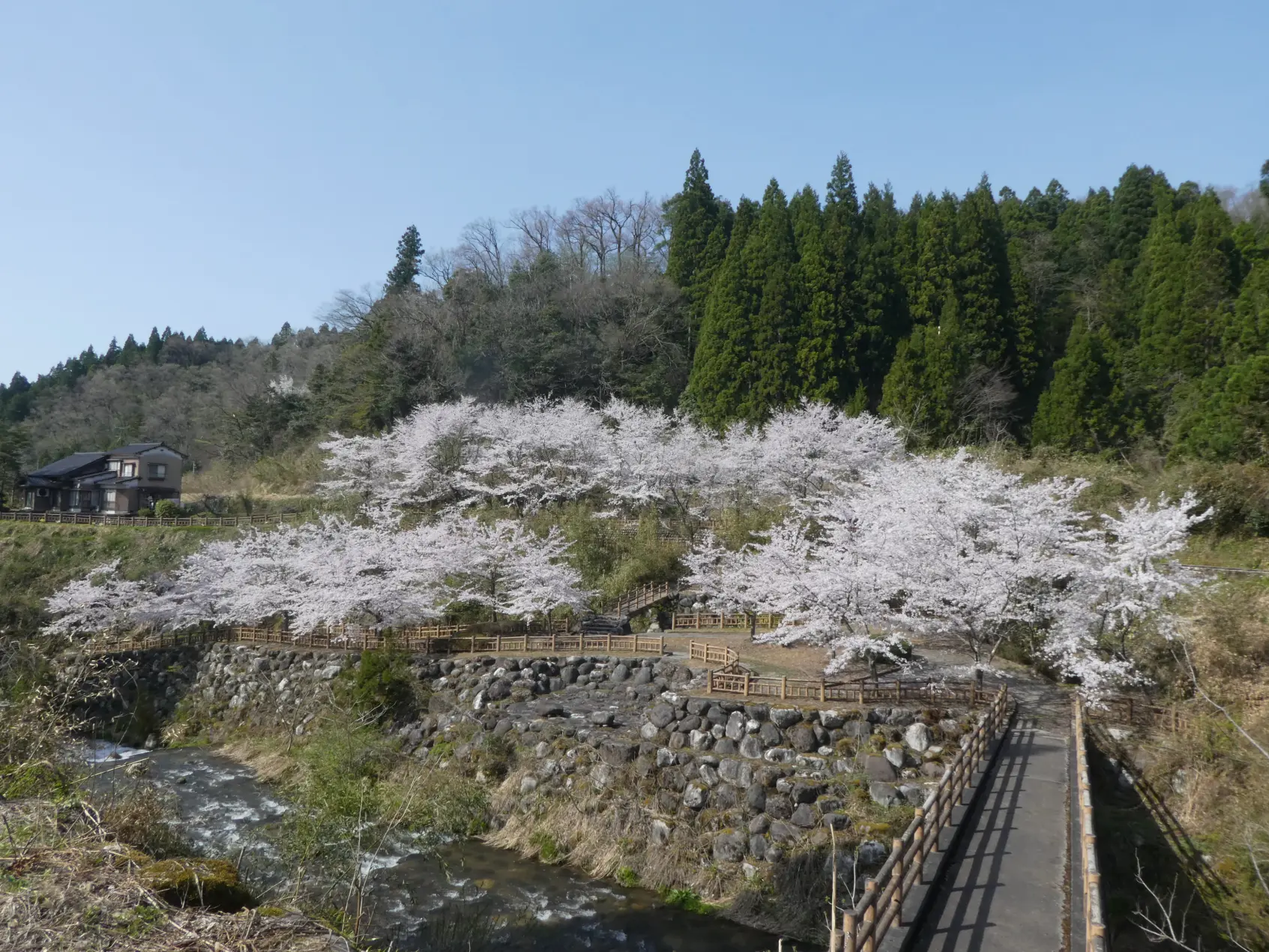 公園内では4月上旬から中旬に桜のお花見が楽しめます。