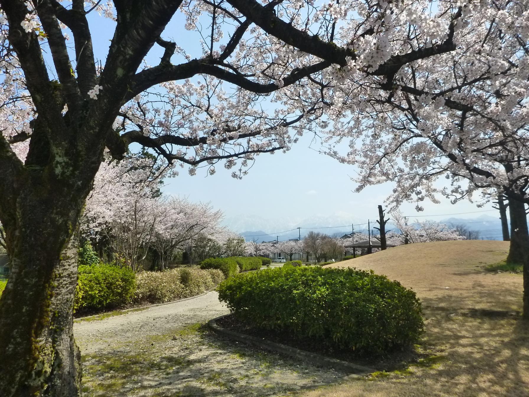 公園内では4月上旬から中旬にかけて桜のお花見が楽しめます。