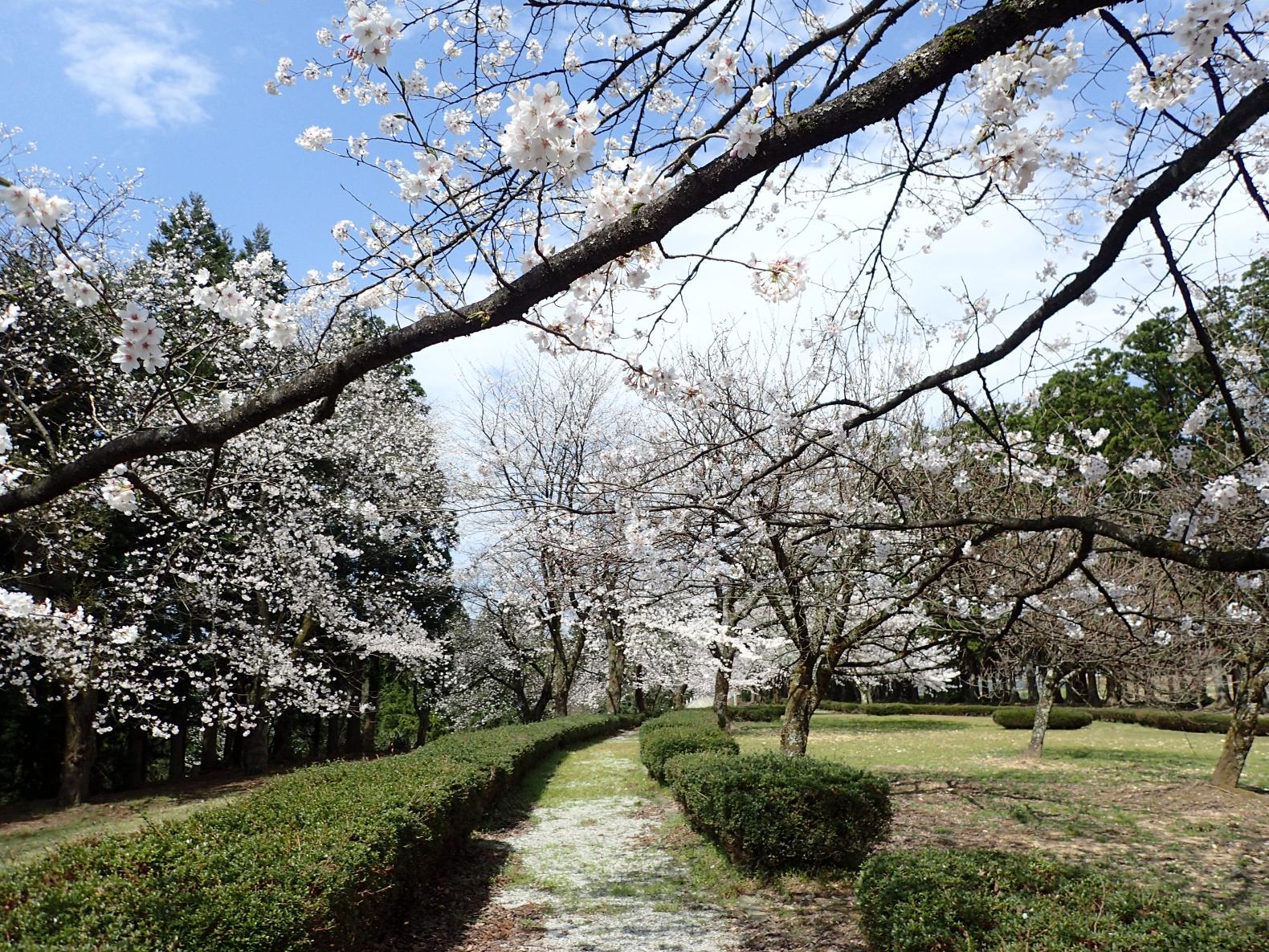 公園内では4月上旬から中旬に桜のお花見が楽しめます。