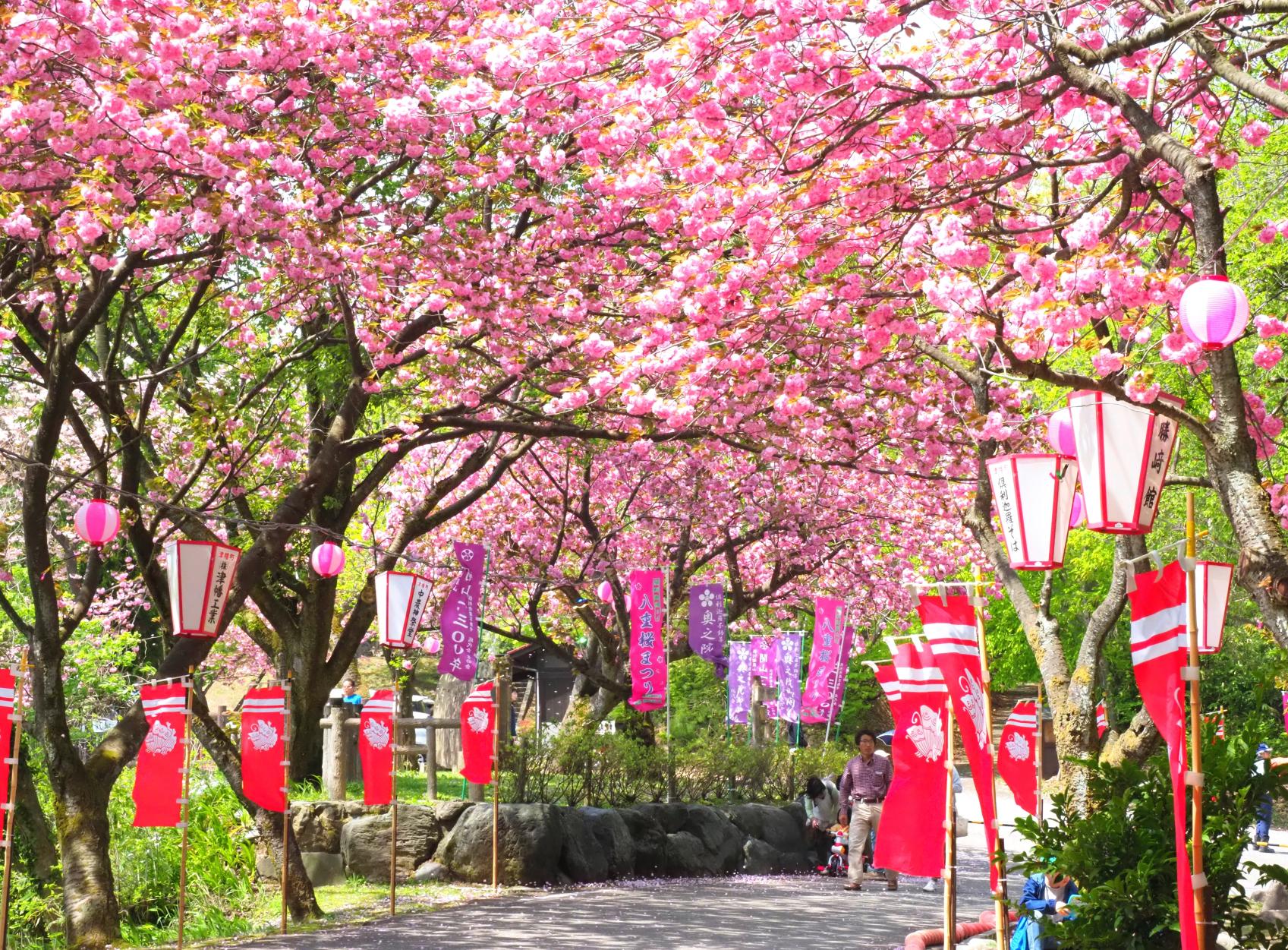 俱利伽羅は6000本八重桜の名所