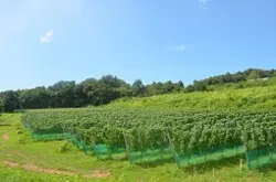 SAYS FARM-2