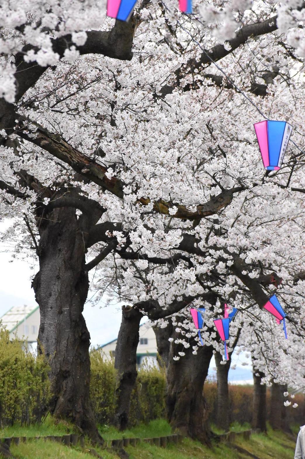 常願寺川公園桜並木