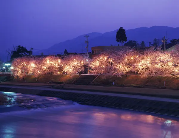 ふくみつ千本桜ライトアップ-0