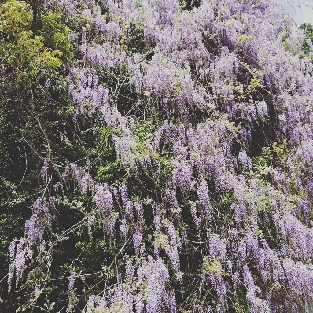 磯部神社-2