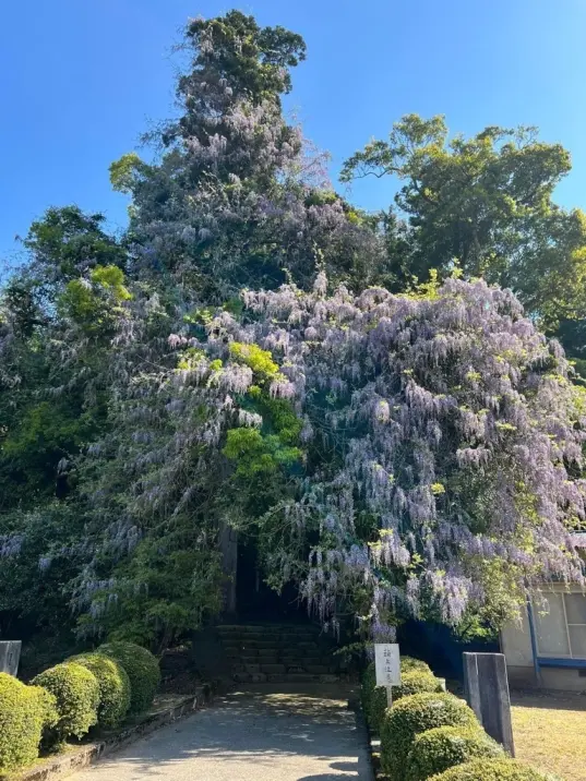 磯部神社-4