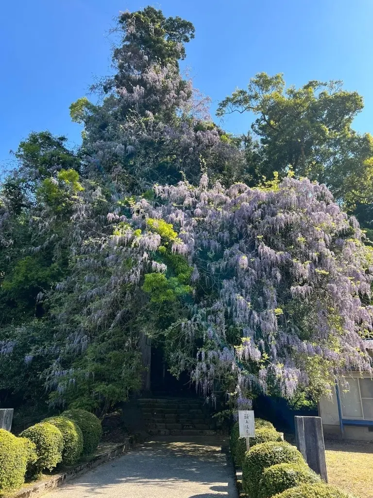 磯部神社-4