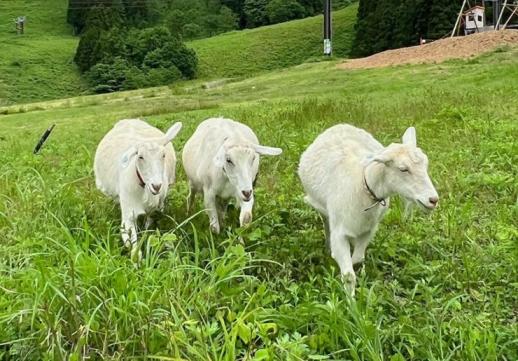 あわすのスキー場６５周年大感謝祭！！-4